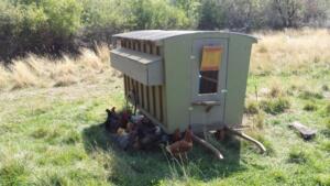 Cluckwagon (1)